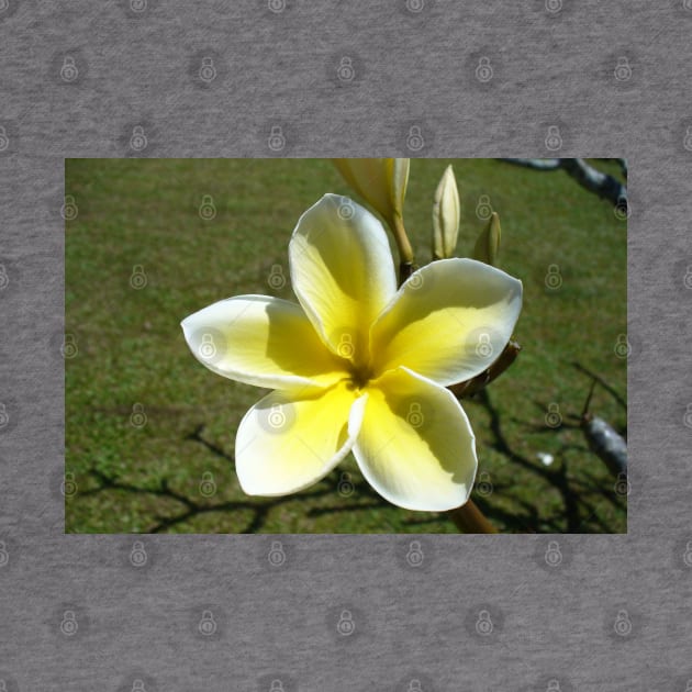 Beautiful Frangipani Flower by KaSaPo